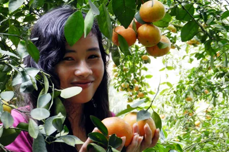 Quýt hồng núi Cấm trúng giá, nhà vườn ăn tết lớn ảnh 13 Quýt hồng núi Cấm trúng giá, nhà vườn ăn tết lớn ảnh 13