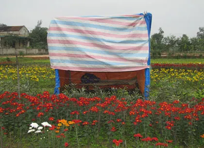 Người trồng hoa Tết khóc vì mất mùa ảnh 12