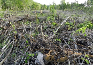 Rừng Phú Quốc vẫn đang bị đốn hạ ảnh 1 Rừng Phú Quốc vẫn đang bị đốn hạ ảnh 1