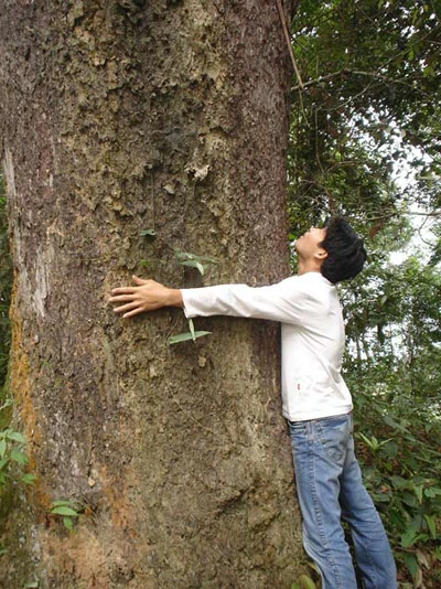 Tận mắt “cục vàng” mọc trên ngọn cây giữa đại ngàn ảnh 2