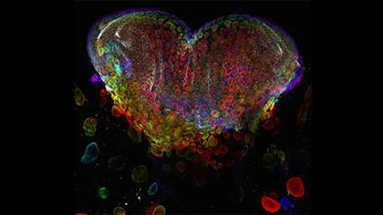 10 ảnh chụp cận cảnh đẹp nhất năm 2012 ảnh 4