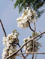 Phượng tím trổ hoa trắng ảnh 1 Phượng tím trổ hoa trắng ảnh 1