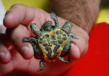 Con rùa 2 đầu, 6 chân ảnh 1