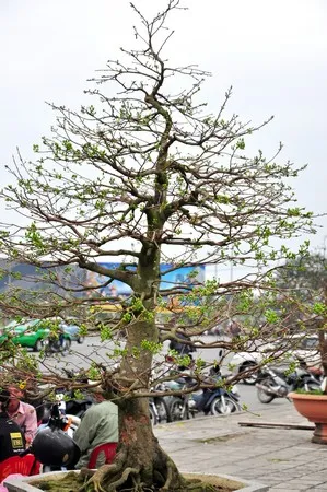 Mai “khủng” giá 150 triệu đồng ảnh 1