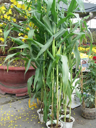 Bắp kiểng, lúa kiểng ra chợ hoa Tết ảnh 1