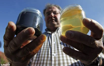 Đàn ong cho mật có màu xanh lạ thường ảnh 4