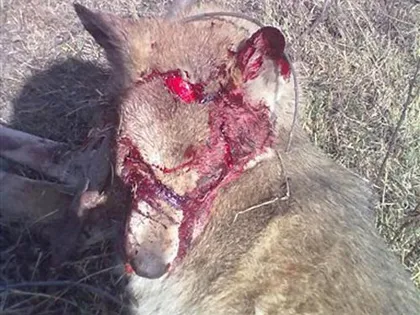 Bà ngoại đánh chó sói chết tại chỗ ảnh 1 Bà ngoại đánh chó sói chết tại chỗ ảnh 1