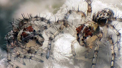 10 ảnh chụp cận cảnh đẹp nhất năm 2012 ảnh 9