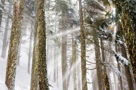 Chụp ảnh trong sương mù ảnh 3