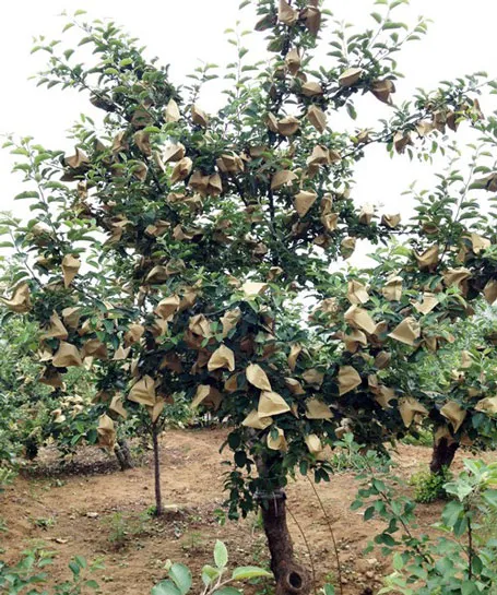 Đột nhập “công nghệ” trồng táo đẹp và độc của Trung Quốc ảnh 4 Đột nhập “công nghệ” trồng táo đẹp và độc của Trung Quốc ảnh 4