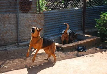 Chủ rẫy có chó cắn chết người nói gì? ảnh 1 Chủ rẫy có chó cắn chết người nói gì? ảnh 1