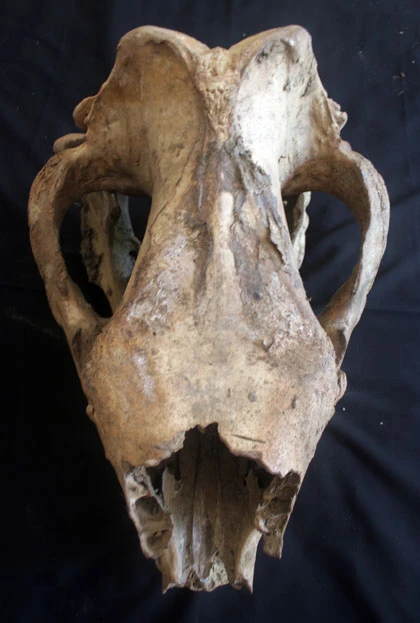 Trong xác tê giác tại vườn quốc gia Cát Tiên có đạn ảnh 2