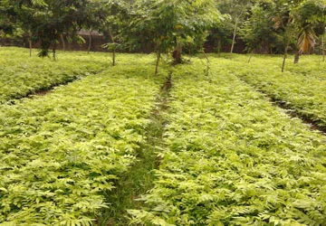 Tìm giống cây sưa đỏ không khó ảnh 1