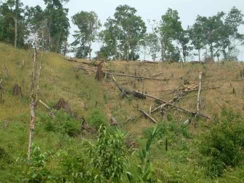 Quảng Nam hào phóng “cho không” đất trồng rừng ảnh 2