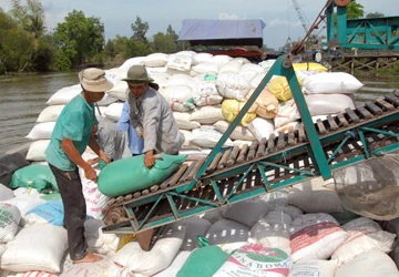 Chậm công bố giá lúa, khó cho thu mua ảnh 1