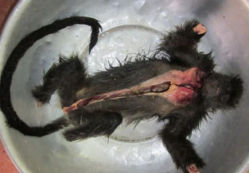 Làm tiêu bản voọc bạc bị giết ở đảo Phú Quốc ảnh 1