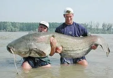 Xem cá tra khổng lồ nặng 34kg ảnh 1 Xem cá tra khổng lồ nặng 34kg ảnh 1