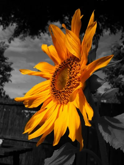 10 ảnh màu cục bộ ấn tượng được tạo từ ứng dụng iPhone ảnh 7 10 ảnh màu cục bộ ấn tượng được tạo từ ứng dụng iPhone ảnh 7