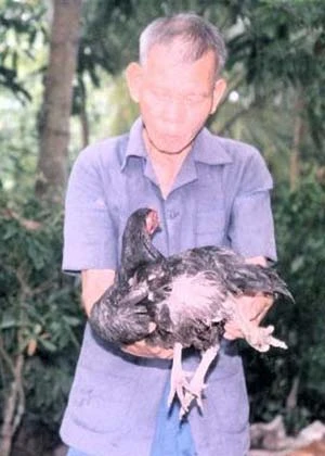 Săn tìm gà nhiều chân để mua ảnh 1