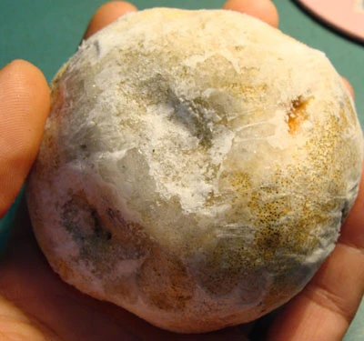 Tận mắt “cục vàng” mọc trên ngọn cây giữa đại ngàn ảnh 5