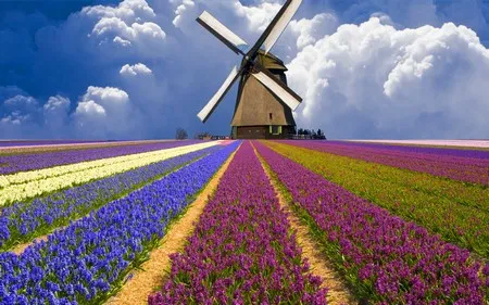 Những bông hoa tuyệt đẹp trên desktop mừng ngày Phụ nữ Việt Nam ảnh 11