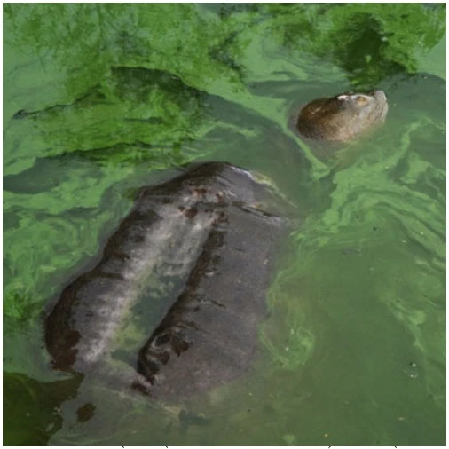 Trong Hồ Gươm thực tế tồn tại đến 3 cá thể rùa? ảnh 3