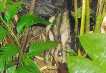 Bất ngờ phát hiện thỏ vằn cổ quý hiếm ở Huế ảnh 1