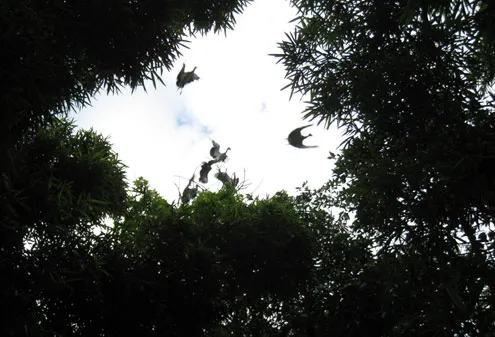 Ông lão suýt mất mạng vì bảo vệ chim trời ảnh 1