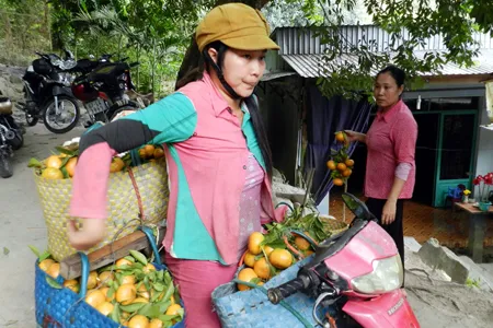 Quýt hồng núi Cấm trúng giá, nhà vườn ăn tết lớn ảnh 9 Quýt hồng núi Cấm trúng giá, nhà vườn ăn tết lớn ảnh 9