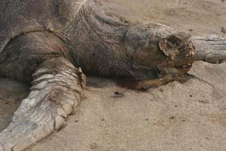 Xem hàng chục xác rùa biển chết dạt vào bờ ảnh 3