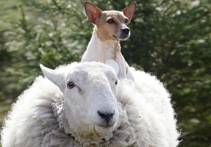 Cừu hành xử như chó ảnh 1