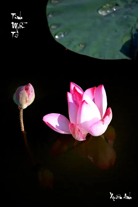 Triển lãm ảnh "Bóng mẹ" gây quỹ từ thiện ảnh 12