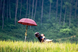 Lên Tây Bắc thăm lúa ảnh 3 Lên Tây Bắc thăm lúa ảnh 3