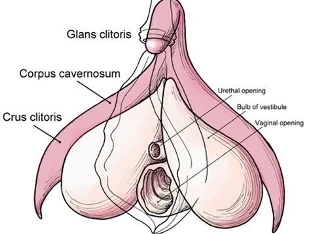 Những chuyện kinh ngạc về "vùng kín" của nàng ảnh 1