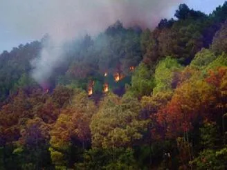 Quảng Trị: Cháy rụi 30 ha rừng thông và trẩu ảnh 1