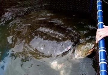 Đã xác định giới tính chính xác của rùa hồ Gươm ảnh 1 Đã xác định giới tính chính xác của rùa hồ Gươm ảnh 1