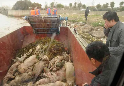 Tìm ra thủ phạm vụ “mưa” lợn chết trên sông Thượng Hải ảnh 1 Tìm ra thủ phạm vụ “mưa” lợn chết trên sông Thượng Hải ảnh 1