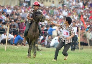Đua ngựa thồ trên rẻo cao ảnh 2