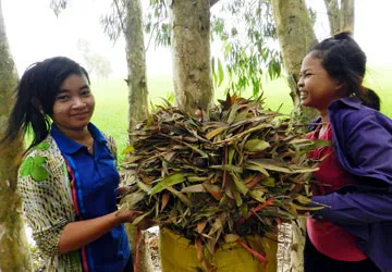 Nghề quét lá rừng ở Trà Sư ảnh 1