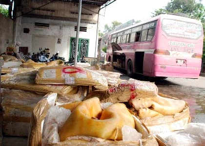 “Mông má” heo nái thành heo… rừng! ảnh 1