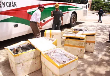 Bắt hai xe khách chở đuôi bò thối ảnh 1 Bắt hai xe khách chở đuôi bò thối ảnh 1