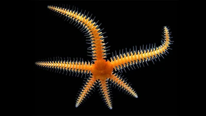 10 ảnh chụp cận cảnh đẹp nhất năm 2012 ảnh 1