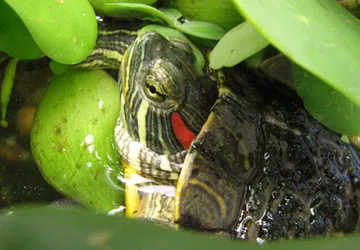 Ăn thịt rùa tai đỏ có độc không? ảnh 1
