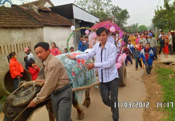 Rước dâu bằng xe trâu ảnh 1