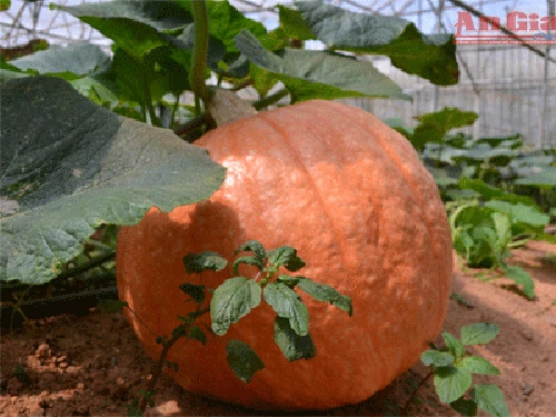 Bí “siêu khủng” ảnh 2