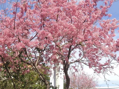 Thiếu nữ và lễ hội hoa Đà Lạt ảnh 6