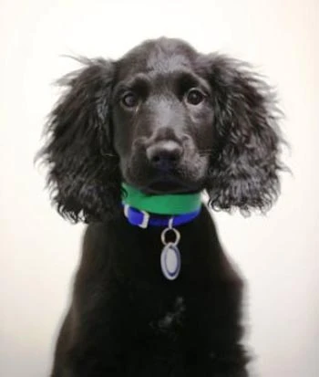 Cảm động chuyện chó cứu chủ nhân khỏi “bà hoả” ảnh 1