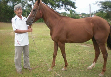 Ký ức Trường đua Phú Thọ - Bài 1: Nước mắt chủ ngựa ảnh 2