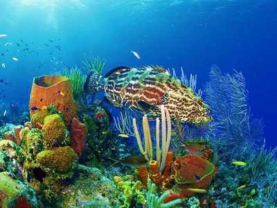 Download bộ hình nền chủ đề “Cuộc sống đại dương” ảnh 12