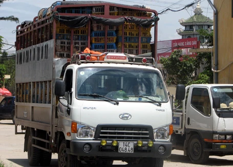 Xe tải chở 4 tấn gà lậu bị bắt giữ ảnh 1